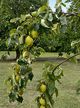 Quinces